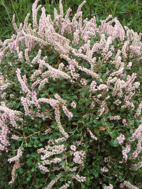 Polygonum vacciniifolium